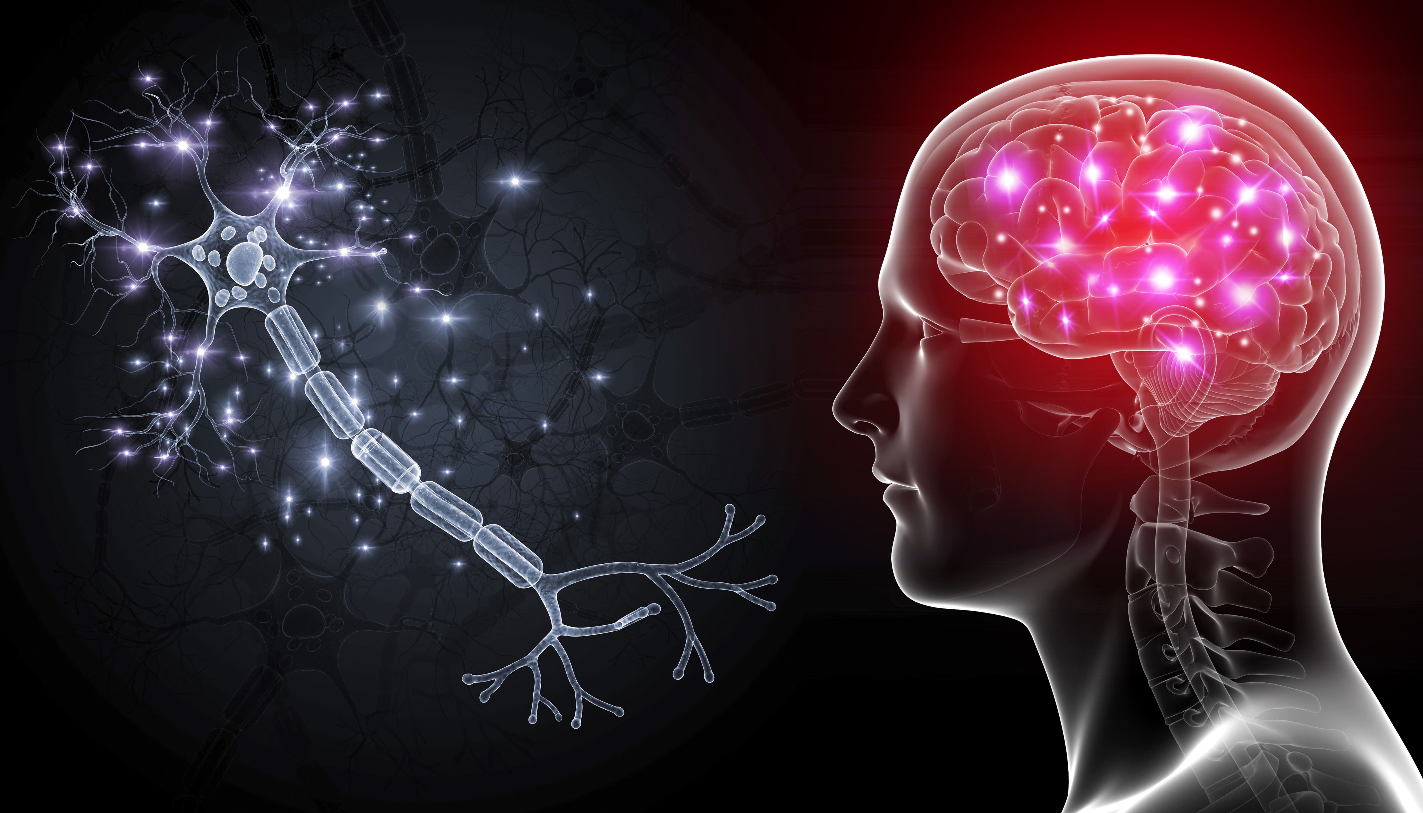 Мозг неврология